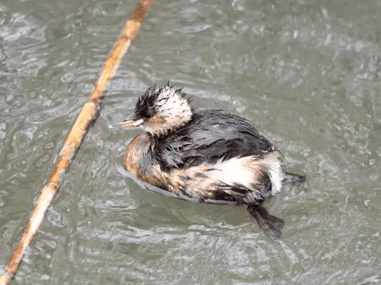 Малая поганка