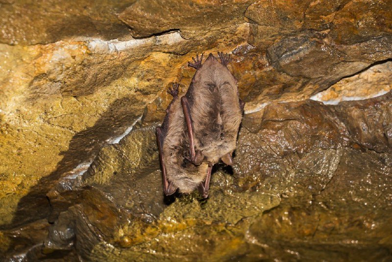 прудовые ночницы