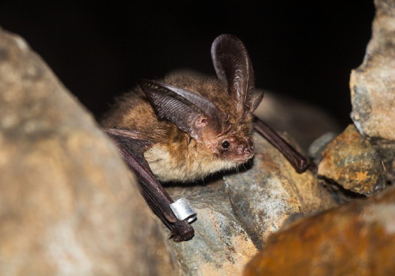 ушан Огнёва