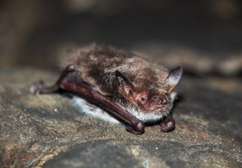 восточная ночница