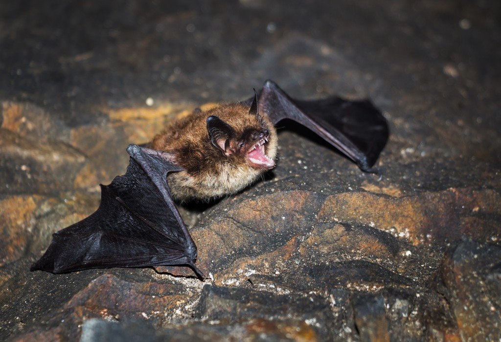 сибирская ночница