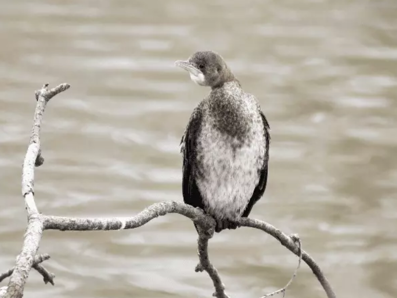 Малый баклан