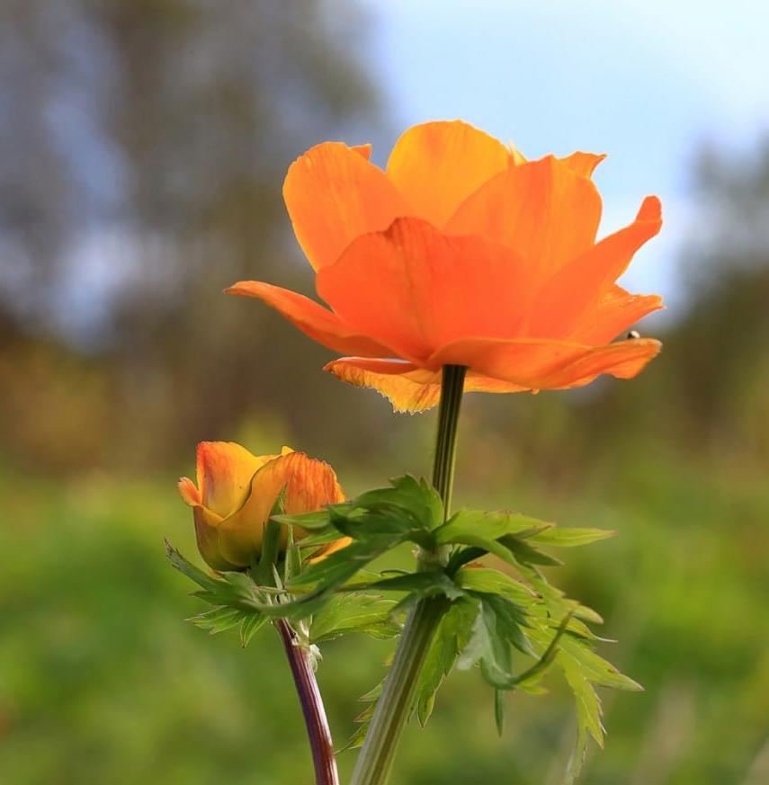 В Алтайском заповеднике осенью снова зацвели растения 