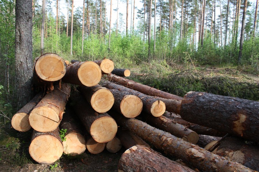 Чиновники поддержали идею запрета вырубки деревьев в зоне 70 км от МКАД