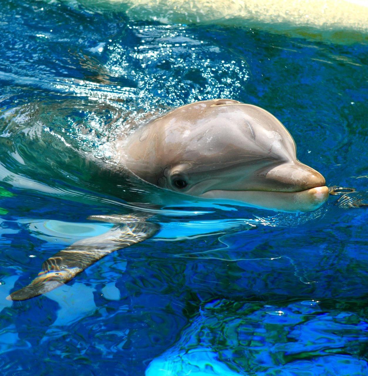 Реанимобиль для спасения дельфинов появился на Кубани 