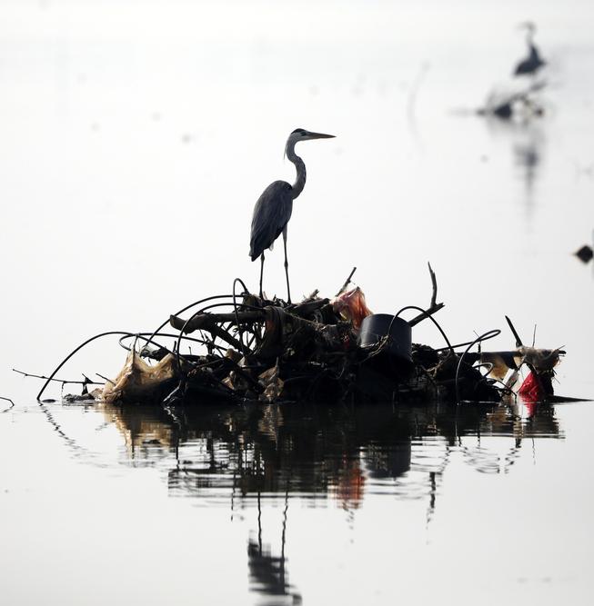 Орнитолог объяснил зачем птицы строят гнезда из мусора 