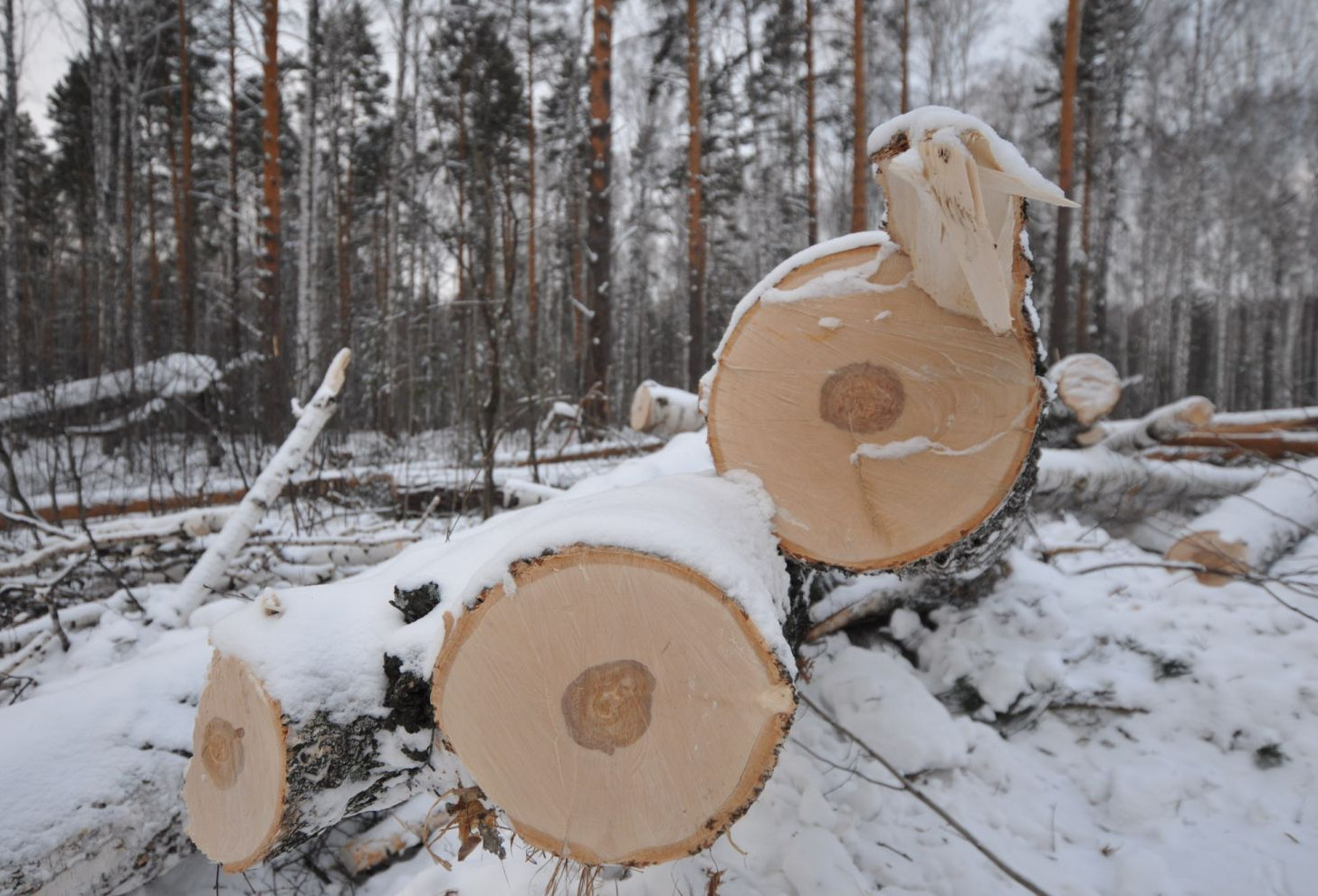 ОНФ в два раза сократил вырубку леса в Вологодской области
