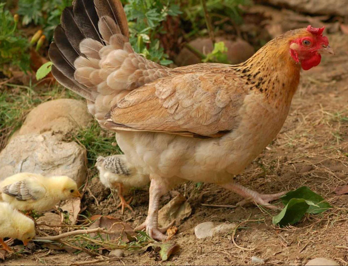Ученые Тюменского университета научились превращать куриный помет в биоуголь