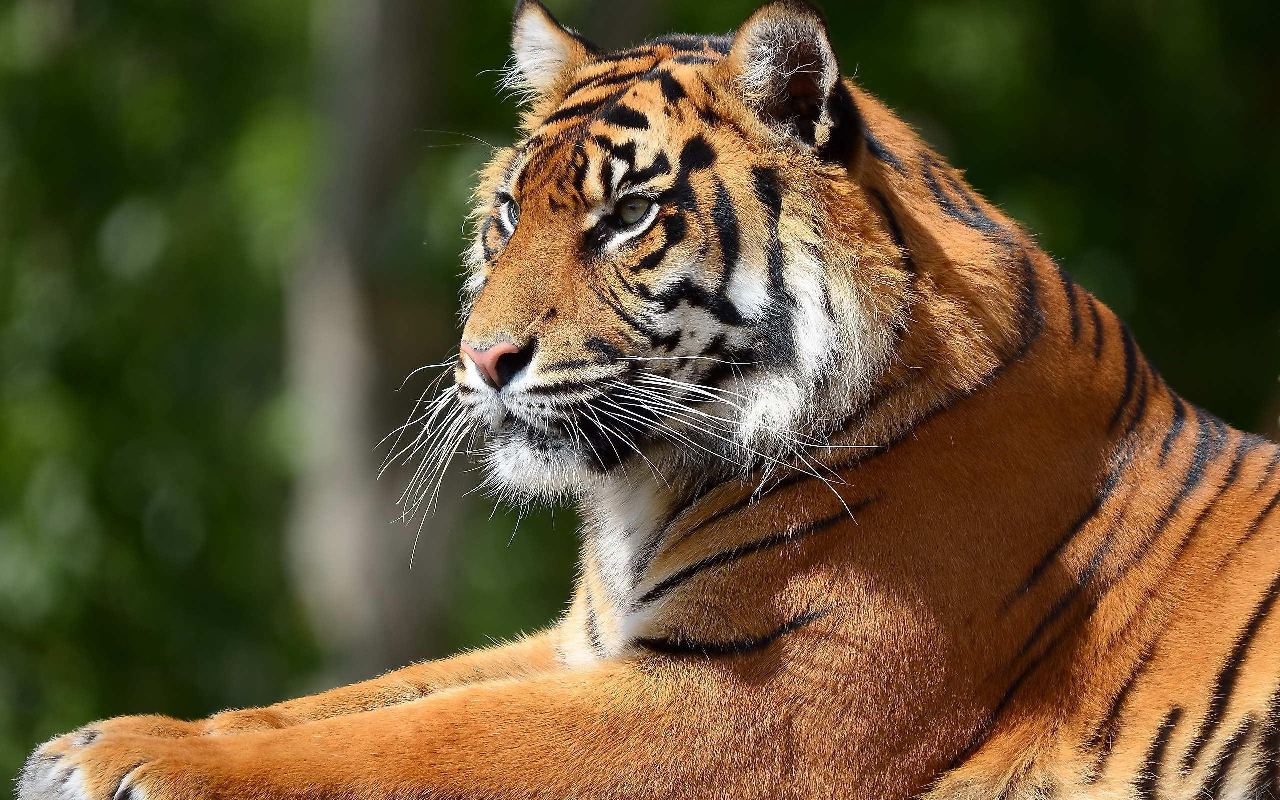 WWF России и Frosch запустили акцию по спасению амурского тигра