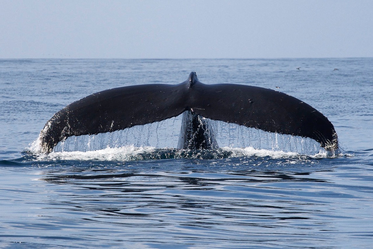 Стартовал набор участников экспедиции по наблюдению за китами