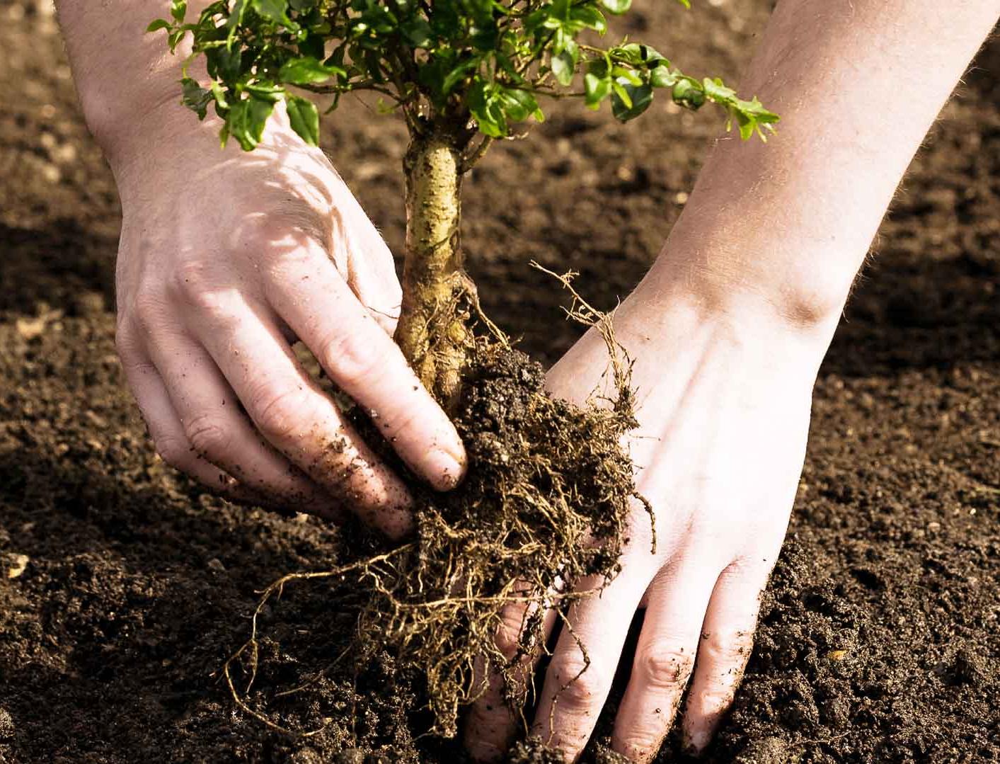 «ПосадиЛес» предлагает посадить деревья ко Дню семьи, любви и верности