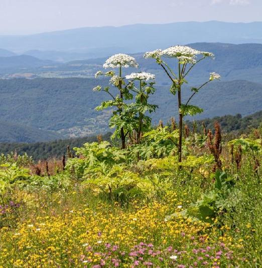В Кавказском заповеднике не будут бороться с борщевиком 