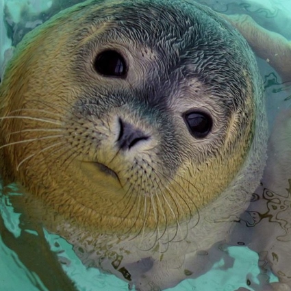 Голландия ищет эковолонтеров для помощи тюленям