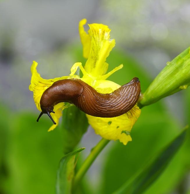 Латвия включила испанского слизня в перечень инвазивных видов 