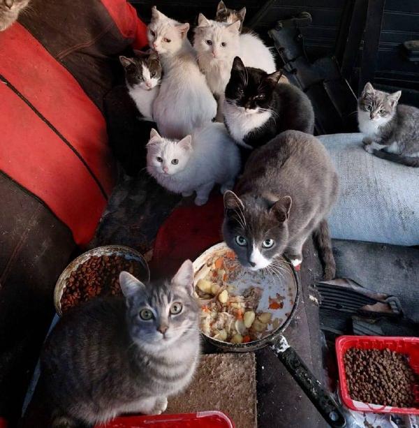 По программе «Стоп хординг» волонтеры отработали 18 обращений 