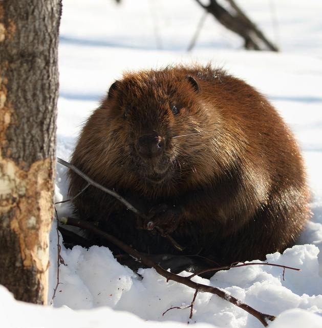 Московские бобры закончили подготовку к зиме 