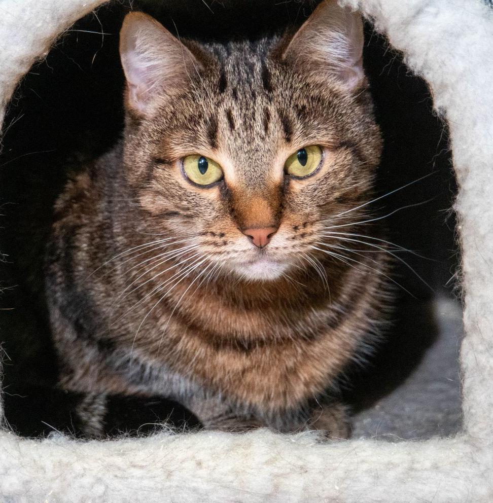 Более 800 животных из приютов Москвы нашли дом этой зимой 