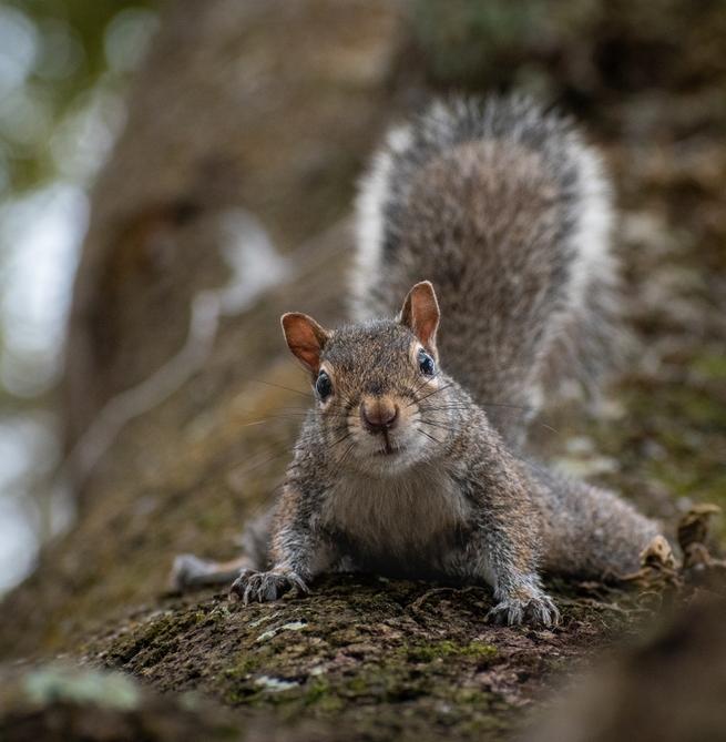 Столичные экологи подготовили гайд по следам зверей в парках Москвы 