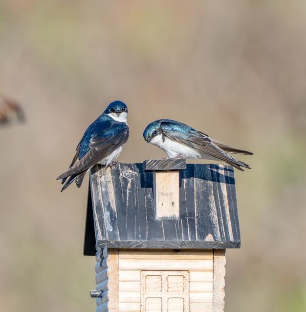 Подмосковье проводит конкурс скворечников 