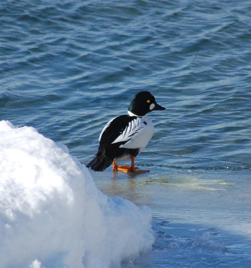 Все желающие смогут посчитать зимующих водоплавающих птиц 