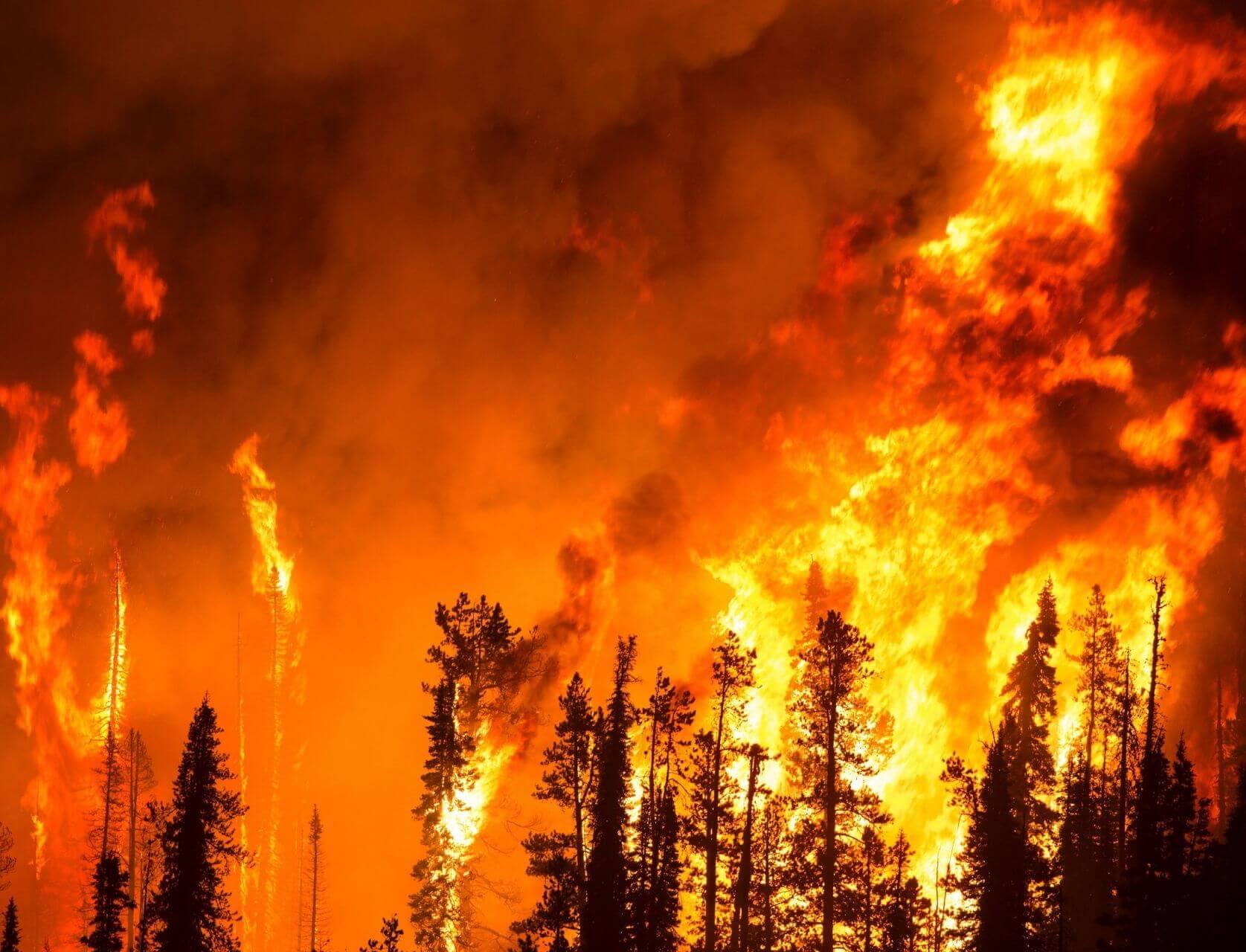 Появилась петиция за увеличение финансирования на тушение лесных пожаров