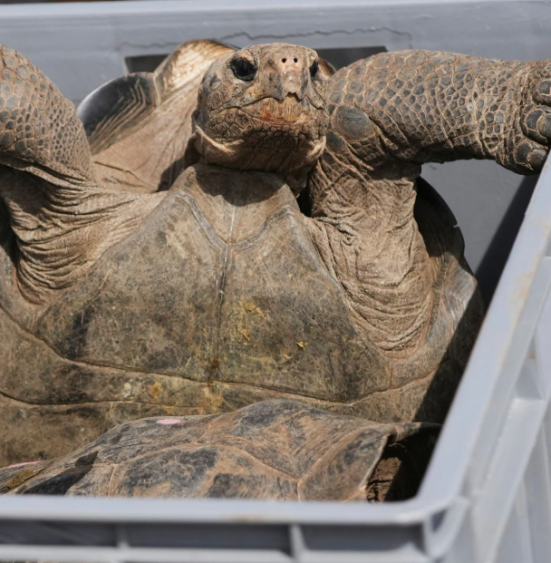 Ученые вернули 158 черепах на Галапагосы, чтобы восстановить вид 