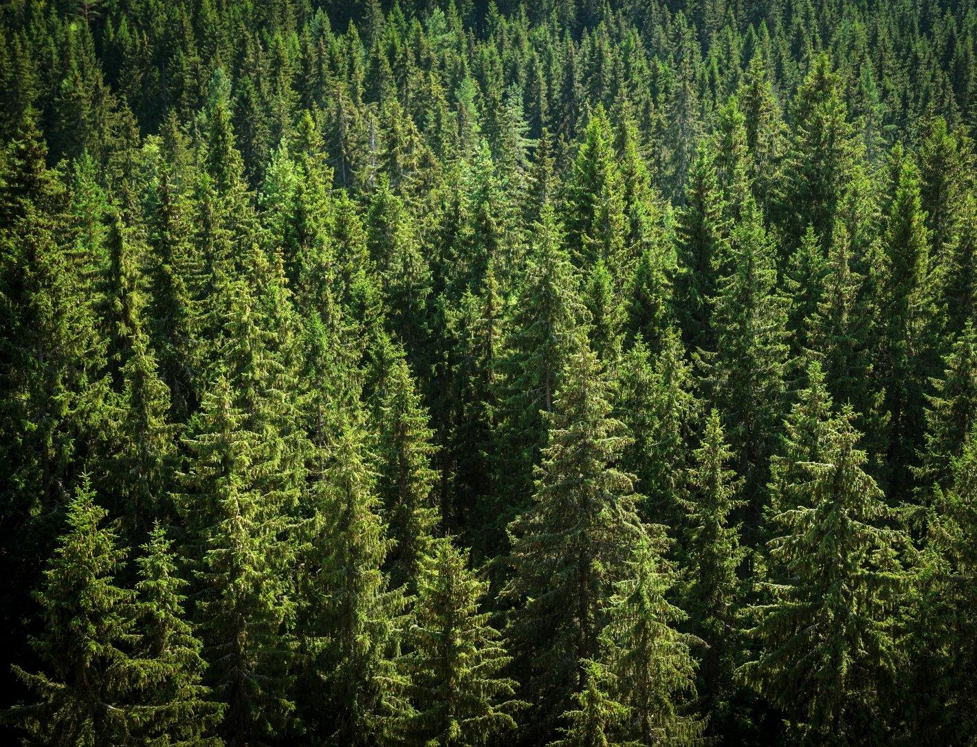 Россия вышла на 1-е место в мире по площади FSC-сертифицированных лесов