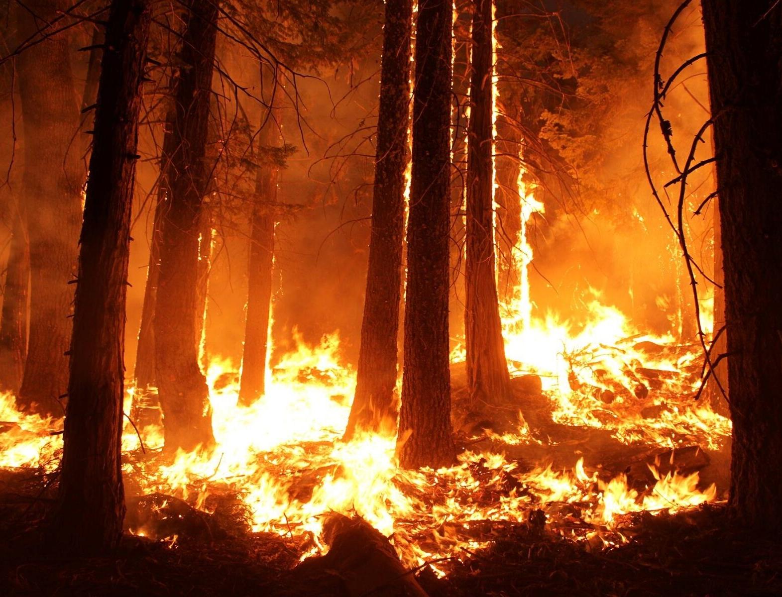 В Томской области потушили все лесные пожары