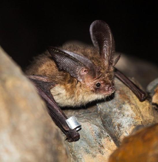 Находка учёных: редкий вид летучих мышей, зимующих на Алтае 