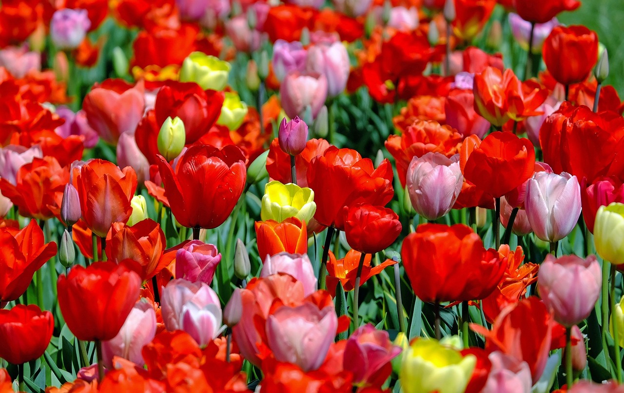 В «Аптекарском огороде» пройдет экоконцерт в пик цветения тюльпанов