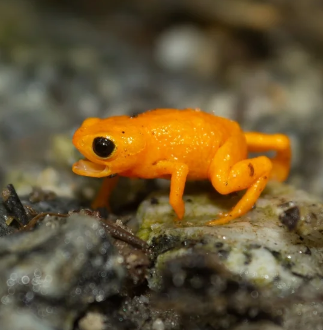 Новый вид тыквенных жаб нашли в Бразилии 