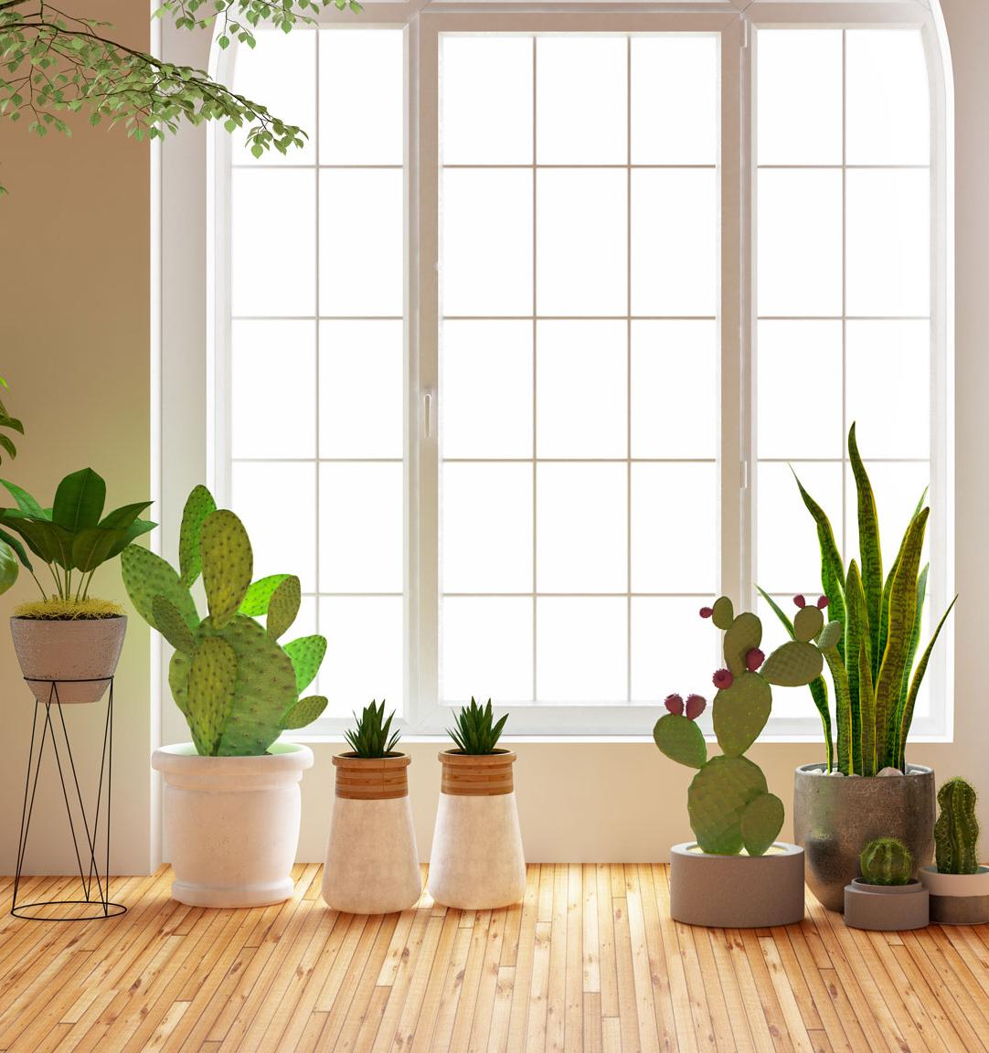 5 комнатных растений, которые очистят воздух в помещении