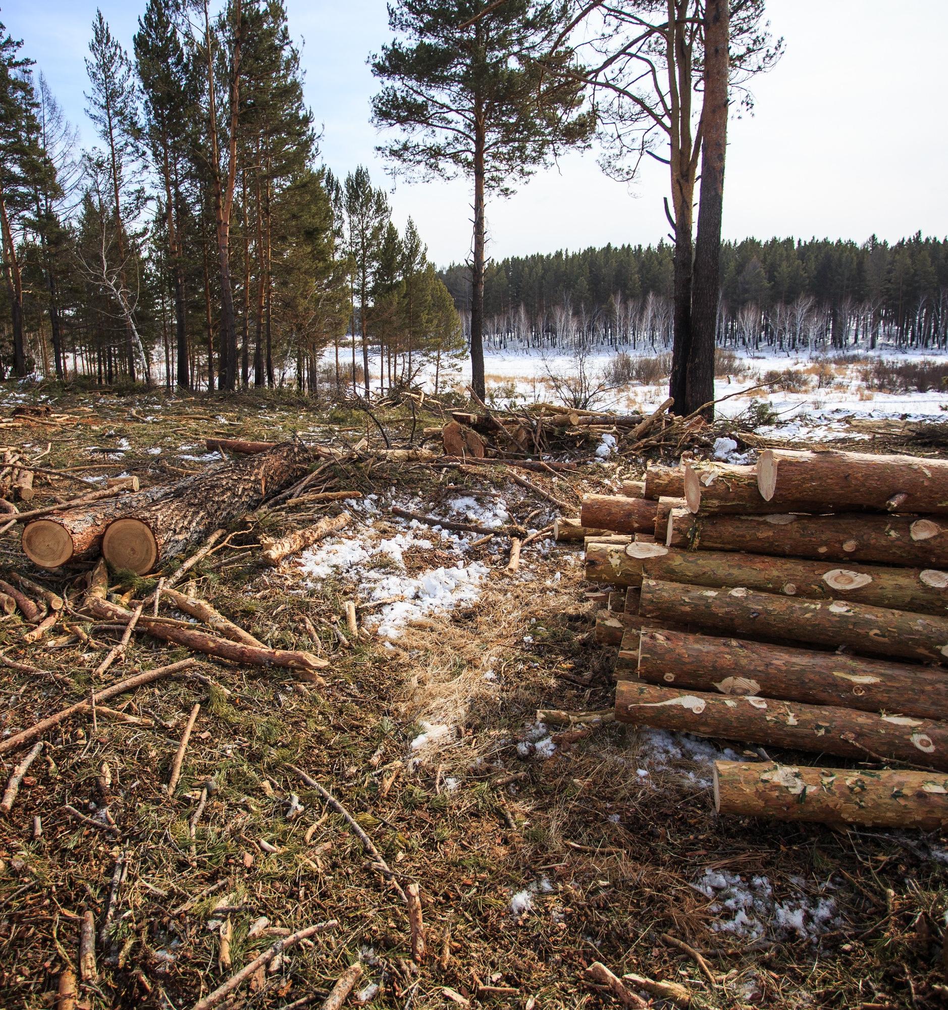 Жители Иркутской области требуют остановить преступную вырубку лесов