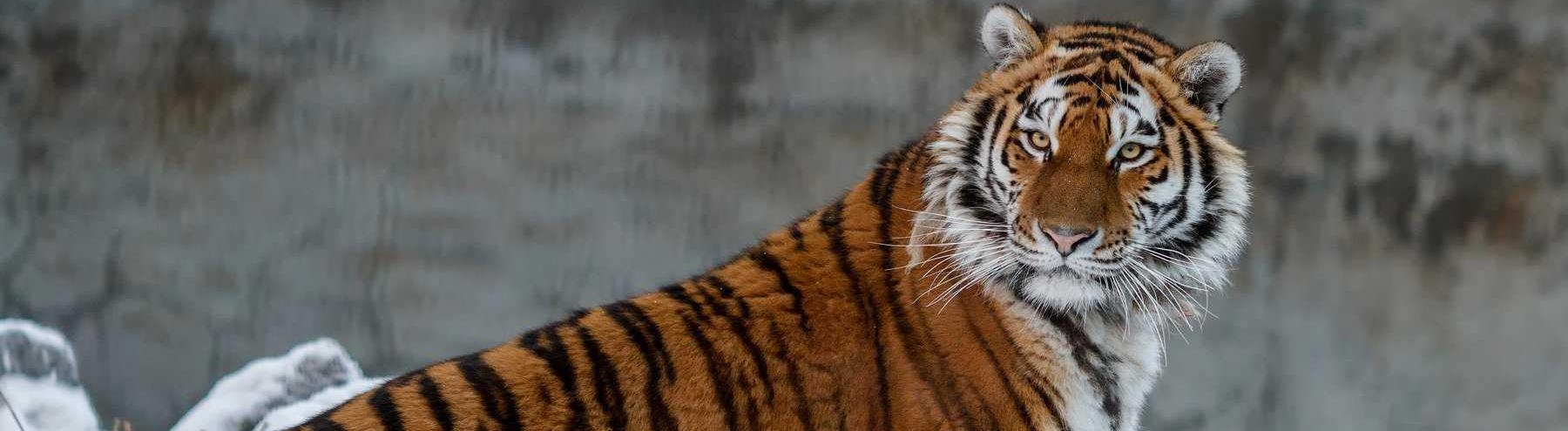 В России вырастет площадь ООПТ для охраны амурского тигра 