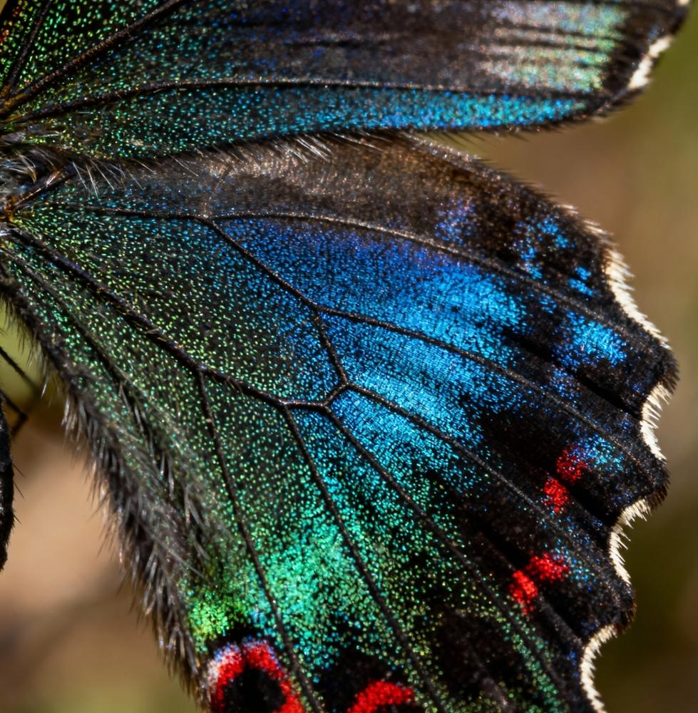 Китайские ученые впервые вырастили в космосе бабочку 