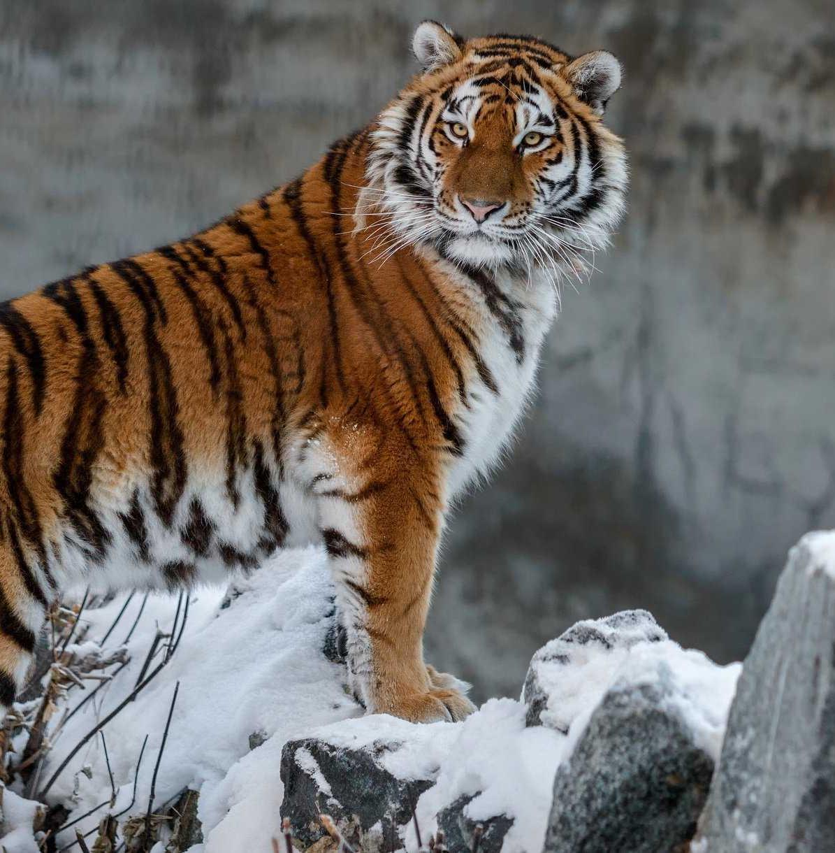 В России вырастет площадь ООПТ для охраны амурского тигра 