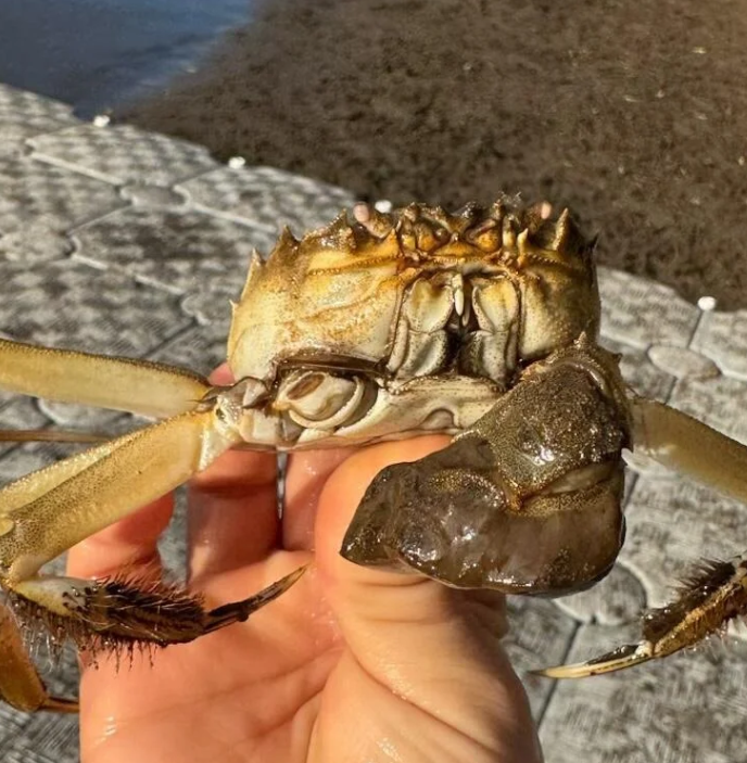 В США распространяются опасные мохнатые крабы 