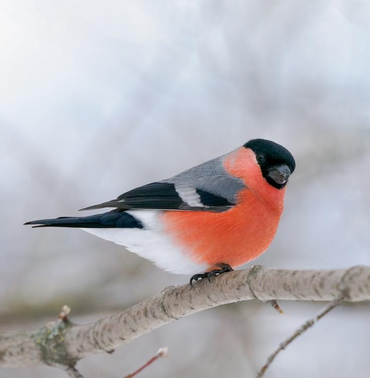 В парках Москвы появятся памятки, чем кормить птиц зимой 