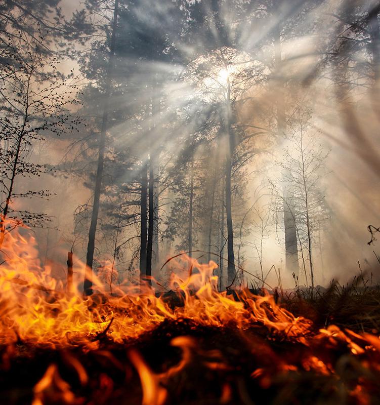 Жители Сибири требуют ввести режим ЧС из-за лесных пожаров в регионе