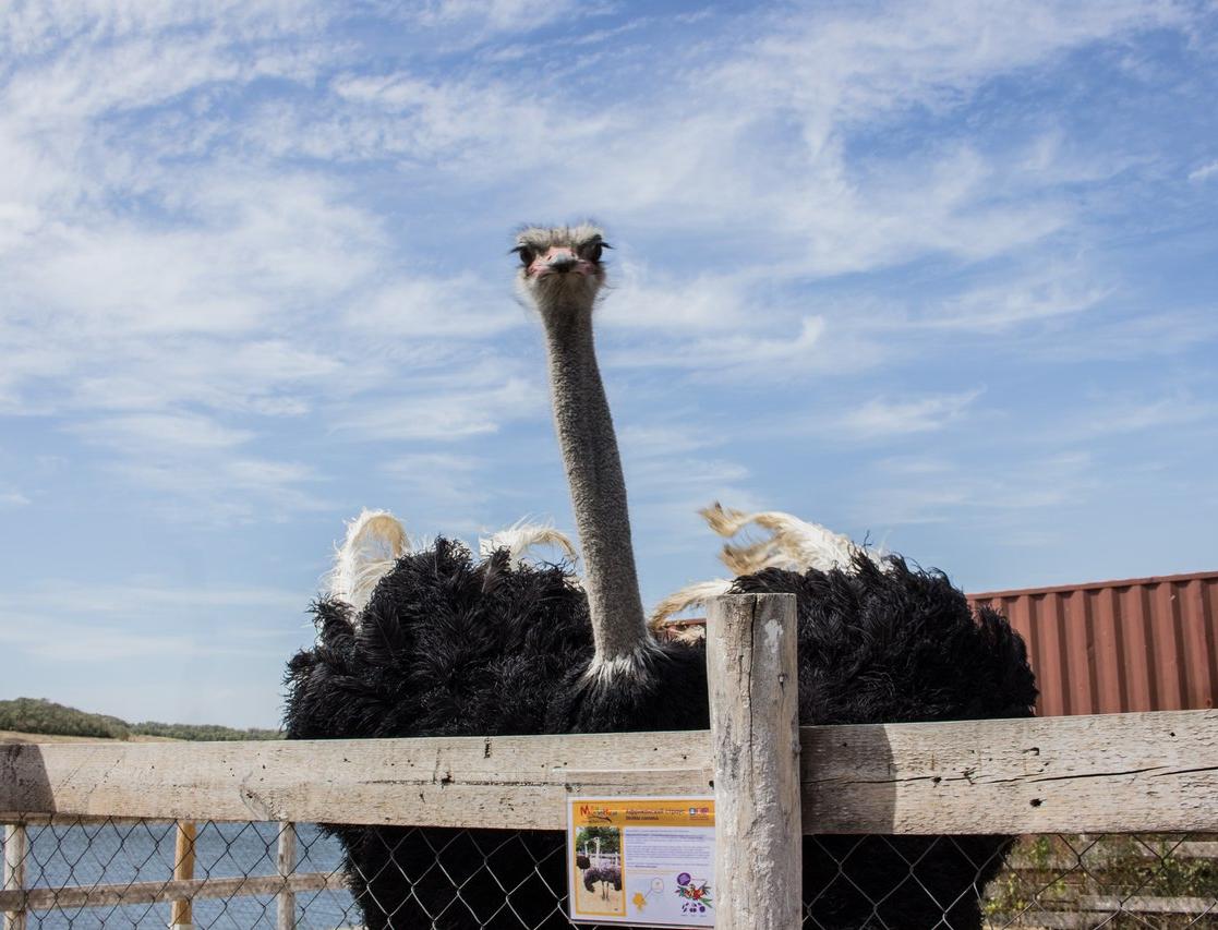 Сотрудники парка птиц «Малинки» выступили против строительства мусорного полигона