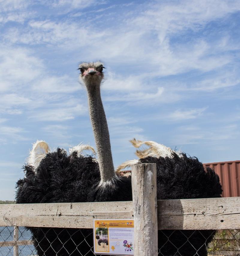 Сотрудники парка птиц «Малинки» выступили против строительства мусорного полигона