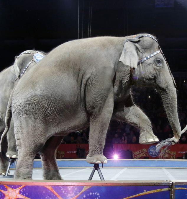 Украина запрещает цирки с животными