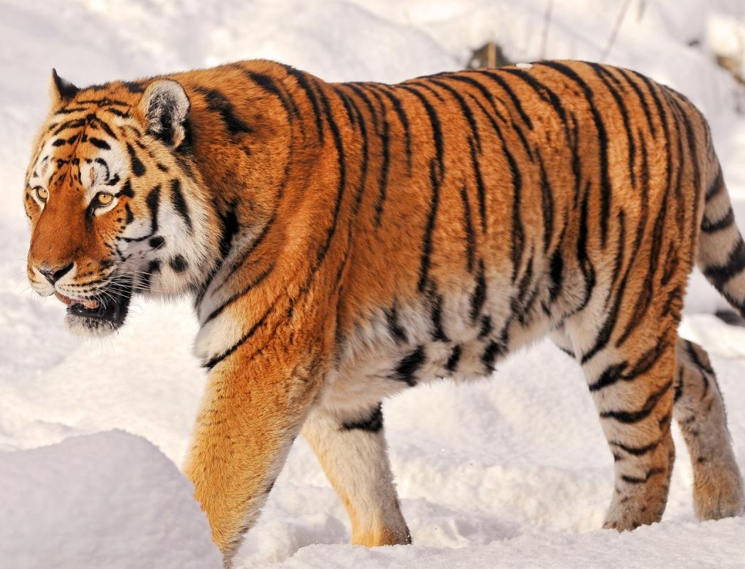 В России создадут единую базу амурских тигров