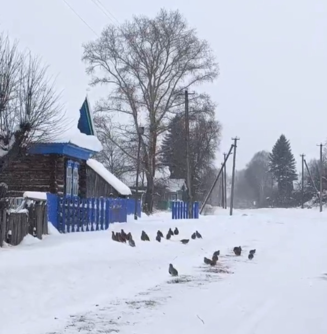 В Башкирии куропатки пришли в деревню за едой 