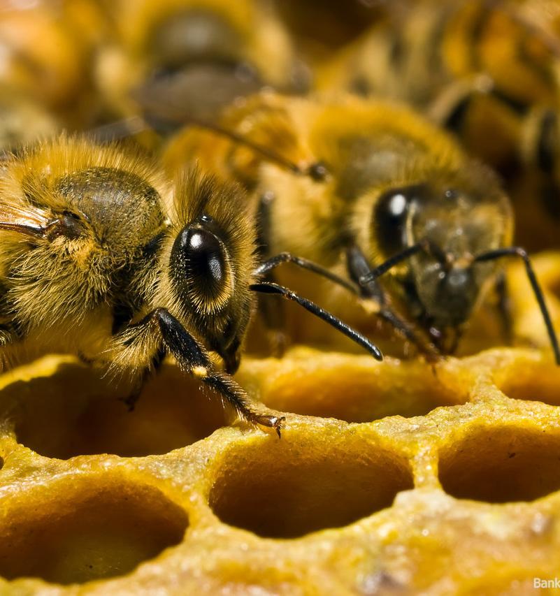 Прополис спас пчёл от извержения вулкана 