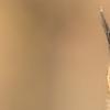 Учёные спасли пиренейскую рысь, находившуюся на грани исчезновения 