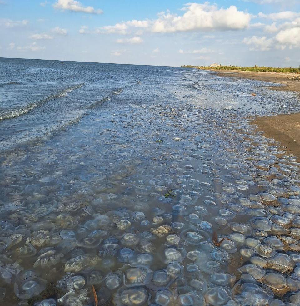 Биомасса медуз в Азовском море выросла до миллионов тонн