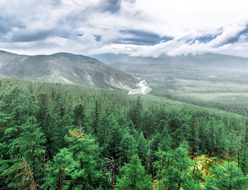 Якутские леса могут «зарабатывать» на поглощении парниковых газов