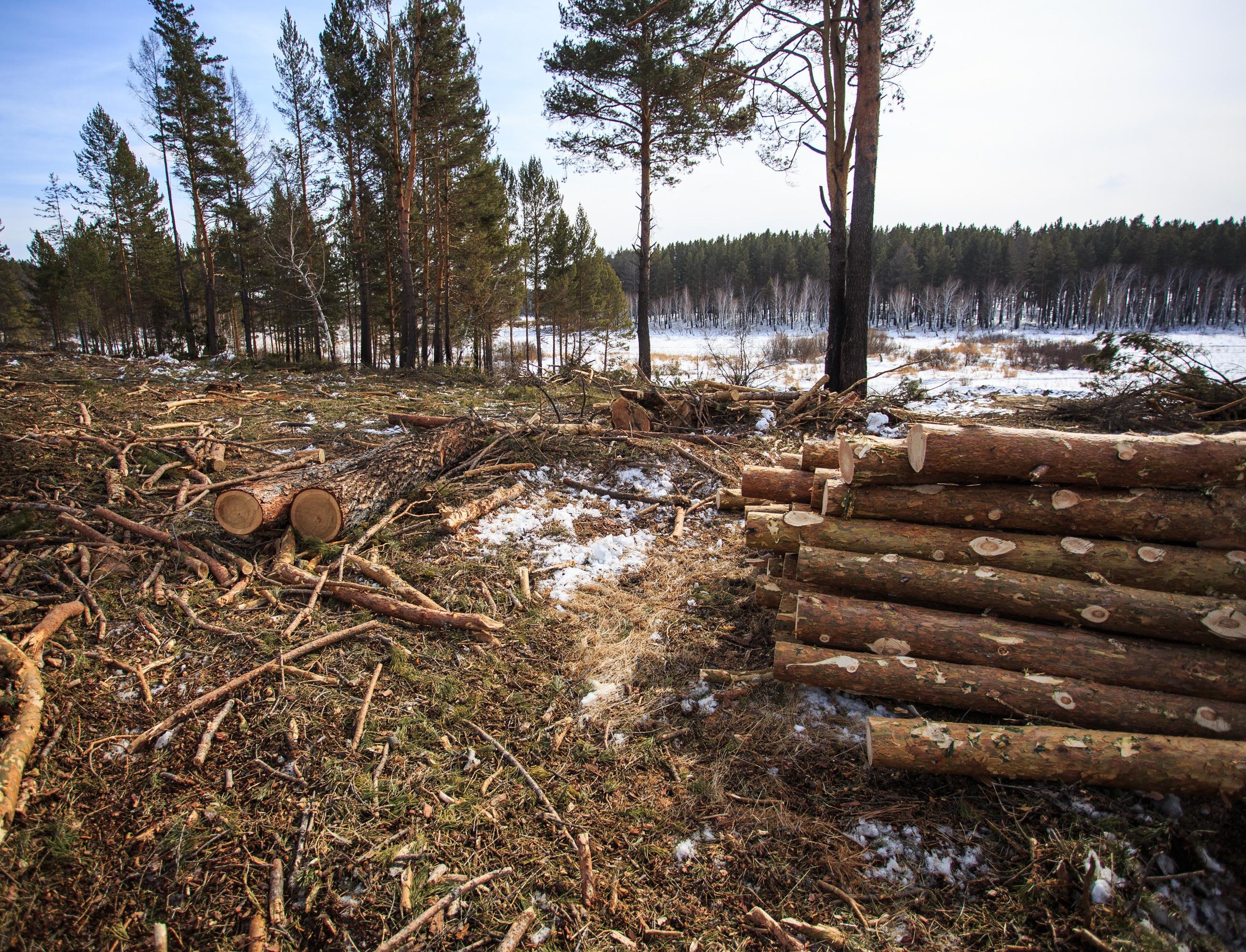 Жители Иркутской области требуют остановить преступную вырубку лесов
