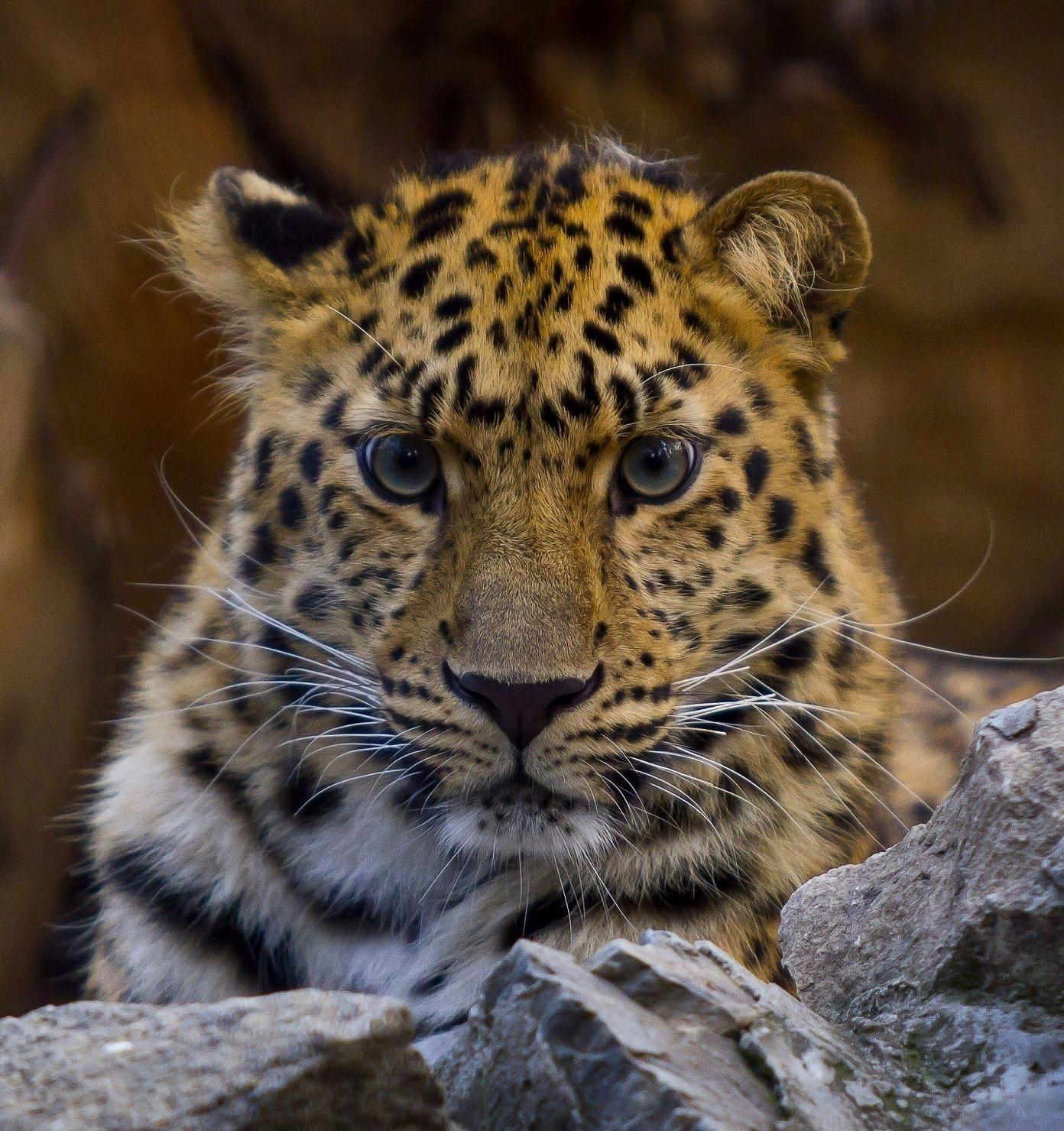 За леопардами в Приморье будут следить новые станции фотомониторинга